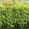 Plants by Frank - 1 meter buxushaag | 6 winterharde Buxus Sempervirens planten voor een groenblijvende haag| Vers van de kwekerij