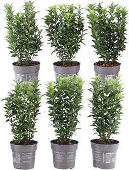 Plants by Frank | 1 strekkende meter Groene Kardinaalsmuts heg | 6x Euonymus japonicus 'Green Spire' Ø12 cm - 20 cm | winterharde haagplanten | Groenblijvende haag | Tuinplanten | Planten