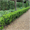 Plants by Frank | 1 strekkende meter Groene Kardinaalsmuts heg | 6x Euonymus japonicus 'Green Spire' Ø12 cm - 20 cm | winterharde haagplanten | Groenblijvende haag | Tuinplanten | Planten