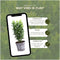 Plants by Frank | 1 strekkende meter Groene Kardinaalsmuts heg | 6x Euonymus japonicus 'Green Spire' Ø12 cm - 20 cm | winterharde haagplanten | Groenblijvende haag | Tuinplanten | Planten
