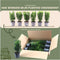 Plants by Frank | 1 strekkende meter Groene Kardinaalsmuts heg | 6x Euonymus japonicus 'Green Spire' Ø12 cm - 20 cm | winterharde haagplanten | Groenblijvende haag | Tuinplanten | Planten