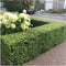 Plants by Frank | 1 strekkende meter hulsthaag | 6x Ilex crenata 'Jenny'® Ø12 cm - 20 cm | winterharde haagplanten | Groenblijvende haag | Tuinplanten | Planten