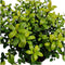 Plants by Frank | 1 strekkende meter hulsthaag | 6x Ilex crenata 'Jenny'® Ø12 cm - 20 cm | winterharde haagplanten | Groenblijvende haag | Tuinplanten | Planten