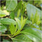 Plants by Frank | 1 strekkende meter laurierkershaag | 6x Prunus laurocerasus 'Novita' Ø12 cm - 20 cm | winterharde haagplanten | Groenblijvende haag | Tuinplanten | Planten