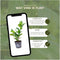 Plants by Frank | 1 strekkende meter laurierkershaag | 6x Prunus laurocerasus 'Novita' Ø12 cm - 20 cm | winterharde haagplanten | Groenblijvende haag | Tuinplanten | Planten