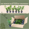 Plants by Frank | 1 strekkende meter laurierkershaag | 6x Prunus laurocerasus 'Novita' Ø12 cm - 20 cm | winterharde haagplanten | Groenblijvende haag | Tuinplanten | Planten