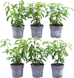 Plants by Frank | 1 strekkende meter Portugese Laurierhaag | 6x Prunus lusitanica 'Angustifolia' Ø12 cm - 20 cm | winterharde haagplanten | Groenblijvende haag | Tuinplanten | Planten