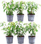 Plants by Frank | 1 strekkende meter Portugese Laurierhaag | 6x Prunus lusitanica 'Angustifolia' Ø12 cm - 20 cm | winterharde haagplanten | Groenblijvende haag | Tuinplanten | Planten