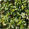 Plants by Frank | 1 strekkende meter Portugese Laurierhaag | 6x Prunus lusitanica 'Angustifolia' Ø12 cm - 20 cm | winterharde haagplanten | Groenblijvende haag | Tuinplanten | Planten