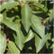 Plants by Frank | 1 strekkende meter Portugese Laurierhaag | 6x Prunus lusitanica 'Angustifolia' Ø12 cm - 20 cm | winterharde haagplanten | Groenblijvende haag | Tuinplanten | Planten