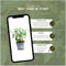 Plants by Frank | 1 strekkende meter Portugese Laurierhaag | 6x Prunus lusitanica 'Angustifolia' Ø12 cm - 20 cm | winterharde haagplanten | Groenblijvende haag | Tuinplanten | Planten