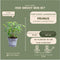 Plants by Frank | 1 strekkende meter Portugese Laurierhaag | 6x Prunus lusitanica 'Angustifolia' Ø12 cm - 20 cm | winterharde haagplanten | Groenblijvende haag | Tuinplanten | Planten