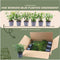 Plants by Frank | 1 strekkende meter Portugese Laurierhaag | 6x Prunus lusitanica 'Angustifolia' Ø12 cm - 20 cm | winterharde haagplanten | Groenblijvende haag | Tuinplanten | Planten