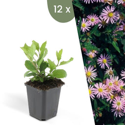Plants by Frank | 12 Asterplanten | Aster ageratoides 'Asran' | Winterharde bodembedekker planten | tuinplanten | Winterharde vaste planten meerjarig | Winterharde tuinplanten