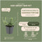 Plants by Frank | 12 Bonte Kardinaalsmuts Planten | Euonymus 'Emerald 'n Gaity' | Winterharde bodembedekker planten | tuinplanten | Winterharde vaste planten meerjarig | Winterharde tuinplanten