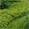 Plants by Frank | 12 Dikkemanskruid planten | Pachysandra terminalis 'Green Carpet' | Winterharde bodembedekker planten | tuinplanten | Winterharde vaste planten meerjarig | Winterharde tuinplanten