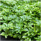 Plants by Frank | 12 Dikkemanskruid planten | Pachysandra terminalis 'Green Carpet' | Winterharde bodembedekker planten | tuinplanten | Winterharde vaste planten meerjarig | Winterharde tuinplanten