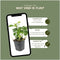 Plants by Frank | 12 Dikkemanskruid planten | Pachysandra terminalis | Winterharde bodembedekker planten | tuinplanten | Winterharde vaste planten meerjarig | Winterharde tuinplanten