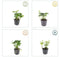 Plants by Frank | 12 Dikkemanskruid planten | Pachysandra terminalis 'Green Carpet' | Winterharde bodembedekker planten | tuinplanten | Winterharde vaste planten meerjarig | Winterharde tuinplanten