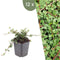 Plants by Frank | 12 Dwergmispel Planten | Cotoneaster praecox 'Queen of Carpets' | Winterharde bodembedekker planten | tuinplanten | Winterharde vaste planten meerjarig | Winterharde tuinplanten
