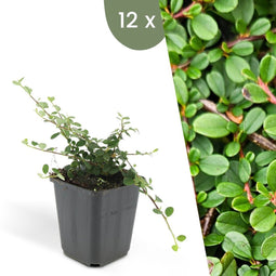 Plants by Frank | 12 Dwergmispel Planten | Cotoneaster praecox 'Streib's Findling' | Winterharde bodembedekker planten | tuinplanten | Winterharde vaste planten meerjarig | Winterharde tuinplanten