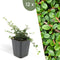Plants by Frank | 12 Dwergmispel Planten | Cotoneaster praecox 'Streib's Findling' | Winterharde bodembedekker planten | tuinplanten | Winterharde vaste planten meerjarig | Winterharde tuinplanten