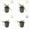 Plants by Frank | 12 Dwergmispel Planten | Cotoneaster praecox 'Streib's Findling' | Winterharde bodembedekker planten | tuinplanten | Winterharde vaste planten meerjarig | Winterharde tuinplanten