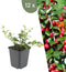 Plants by Frank | 12 Dwergmispel Planten | Cotoneaster suecicus 'Coral Beauty' | Winterharde bodembedekker planten | tuinplanten | Winterharde vaste planten meerjarig | Winterharde tuinplanten
