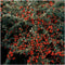 Plants by Frank | 12 Dwergmispel Planten | Cotoneaster suecicus 'Coral Beauty' | Winterharde bodembedekker planten | tuinplanten | Winterharde vaste planten meerjarig | Winterharde tuinplanten