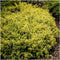 Plants by Frank | 12 Gele Kardinaalsmuts Planten | Euonymus 'Emerald 'n Gold' | Winterharde bodembedekker planten | tuinplanten | Winterharde vaste planten meerjarig | Winterharde tuinplanten