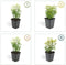 Plants by Frank | 12 Gele Kardinaalsmuts Planten | Euonymus 'Emerald 'n Gold' | Winterharde bodembedekker planten | tuinplanten | Winterharde vaste planten meerjarig | Winterharde tuinplanten