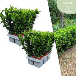 Plants by Frank | 12 Groene Kardinaalsmuts Haagplanten | Euonymus japonicus 'Green Spire' | Buxusvervanger | Winterharde haagplanten | Groenblijvende haag