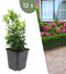Plants by Frank | 12 Groene Kardinaalsmuts Planten | Euonymus japonicus 'Green Spire' | Winterharde bodembedekker planten | tuinplanten | Winterharde vaste planten meerjarig | Winterharde tuinplanten