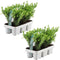Plants by Frank - 12 hulstplanten winterhard | 12 x Ø7 cm - 15 cm | Ilex crenata Jenny | haagplanten | buxus vervanger | Tuinplanten | Planten