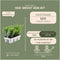 Plants by Frank - 12 hulstplanten winterhard | 12 x Ø7 cm - 15 cm | Ilex crenata Jenny | haagplanten | buxus vervanger | Tuinplanten | Planten