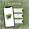 Plants by Frank - 12 hulstplanten winterhard | 12 x Ø7 cm - 15 cm | Ilex crenata Jenny | haagplanten | buxus vervanger | Tuinplanten | Planten