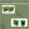Plants by Frank - 12 hulstplanten winterhard | 12 x Ø7 cm - 15 cm | Ilex crenata Jenny | haagplanten | buxus vervanger | Tuinplanten | Planten