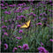 Plants by Frank | 12 Ijzerhard planten | Verbena bonariensis | Winterharde bodembedekker planten | tuinplanten | Winterharde vaste planten meerjarig | Winterharde tuinplanten