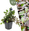 Plants by Frank | 12 Kruipend zenegroen planten | Ajuga reptans | bodembedekkers Winterhard | Winterharde planten voor de tuin | Winterharde vaste planten | Winterharde tuinplanten