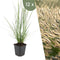Plants by Frank | 12 Lampenpoetsergras Planten | Pennisetum alopecuroides 'Hameln' | Winterharde bodembedekker planten | tuinplanten | Siergrassen | Winterharde vaste planten meerjarig | Winterharde tuinplanten