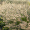 Plants by Frank | 12 Lampenpoetsergras Planten | Pennisetum alopecuroides 'Hameln' | Winterharde bodembedekker planten | tuinplanten | Siergrassen | Winterharde vaste planten meerjarig | Winterharde tuinplanten