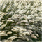 Plants by Frank | 12 Lampenpoetsergras Planten | Pennisetum alopecuroides 'Hameln' | Winterharde bodembedekker planten | tuinplanten | Siergrassen | Winterharde vaste planten meerjarig | Winterharde tuinplanten
