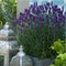 Plants by Frank | 12 Lavendelplanten | Lavandula angustifolia 'Hidcote' | Winterharde bodembedekker planten | tuinplanten | Winterharde vaste planten meerjarig | Winterharde tuinplanten