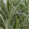 Plants by Frank - 12 Lavendelplanten - Vaste planten - Tuinplanten - 12 x Ø7 cm - 15 cm - Lavendelplant winterhard - planten