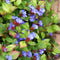 Plants by Frank | 12 loodkruid planten | Ceratostigma plumbaginoides | Winterharde bodembedekker planten | tuinplanten | Winterharde vaste planten meerjarig | Winterharde tuinplanten