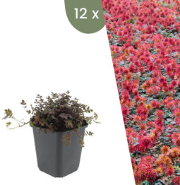 Plants by Frank | 12 Stekelnoot planten | Acaena microphylla 'Kupferteppich' | Winterharde bodembedekker | Winterharde planten voor de tuin | Winterharde vaste planten meerjarig | Winterharde tuinplanten