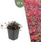Plants by Frank | 12 Stekelnoot planten | Acaena microphylla 'Kupferteppich' | Winterharde bodembedekker | Winterharde planten voor de tuin | Winterharde vaste planten meerjarig | Winterharde tuinplanten
