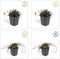 Plants by Frank | 12 Stekelnoot planten | Acaena microphylla 'Kupferteppich' | Winterharde bodembedekker | Winterharde planten voor de tuin | Winterharde vaste planten meerjarig | Winterharde tuinplanten