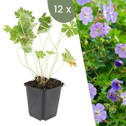 Plants by Frank | 12 Stork Beak Plants | Geranium ‘Rozanne’ | Garden Plants