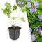Plants by Frank | 12 Stork Beak Plants | Geranium ‘Rozanne’ | Garden Plants